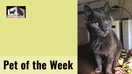 Pet of the Week: Cloud