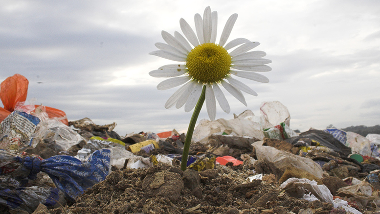 Flower growing at a dump site