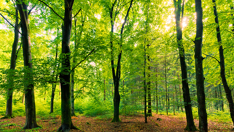 Green forest of trees