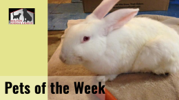 Milton Animal League Pet of the Weeks: Bunnies!