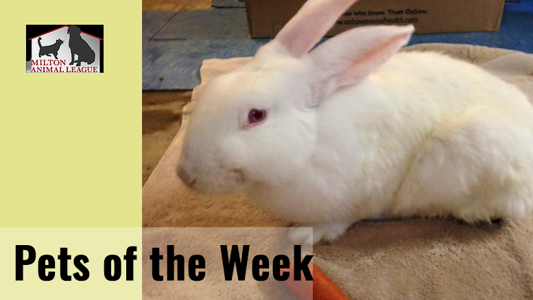 Milton Animal League Pet of the Weeks: Bunnies!