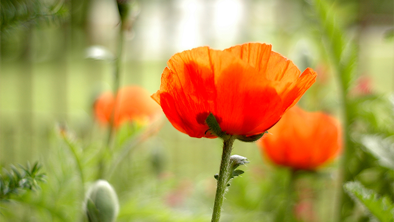 Poppies