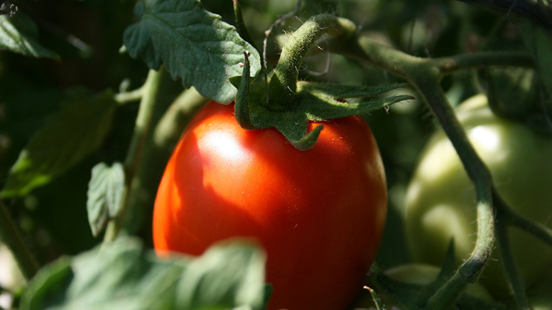 A luscious Italian tomato