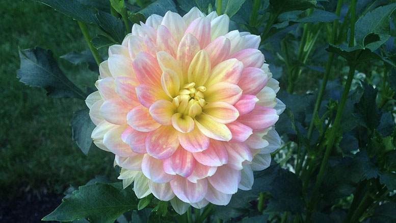 October SKy Dahlia