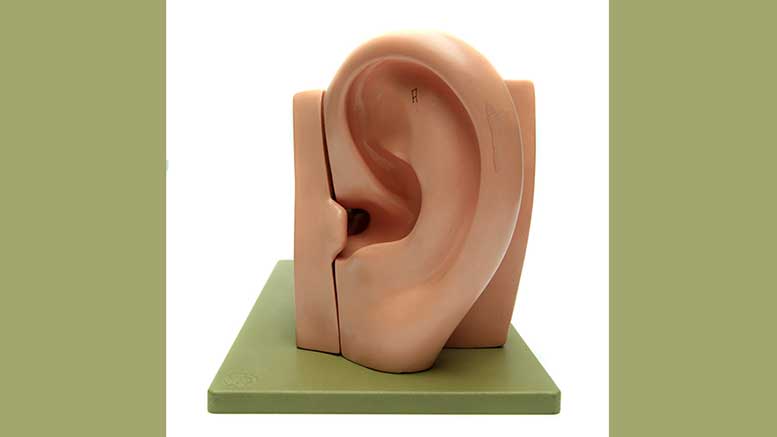 Model of ear