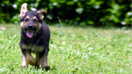 Running German Shepard puppy