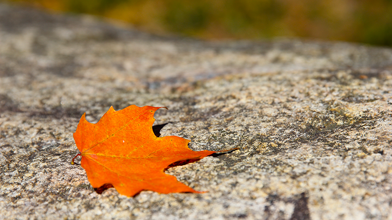 Single fall leaf