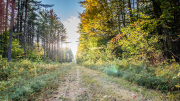 Fall forest of foliage, photo by Melissa Fassel Dunn