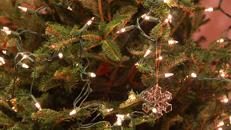 Christmas tree holidays. Copyright Melissa Fassel Dunn.