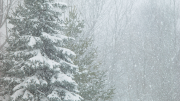 Snow on pine trees