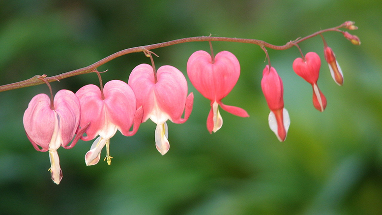 Bleeding hearts