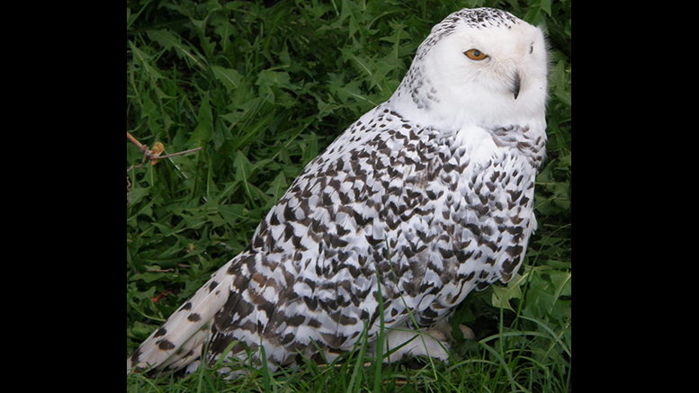 Snowy owl