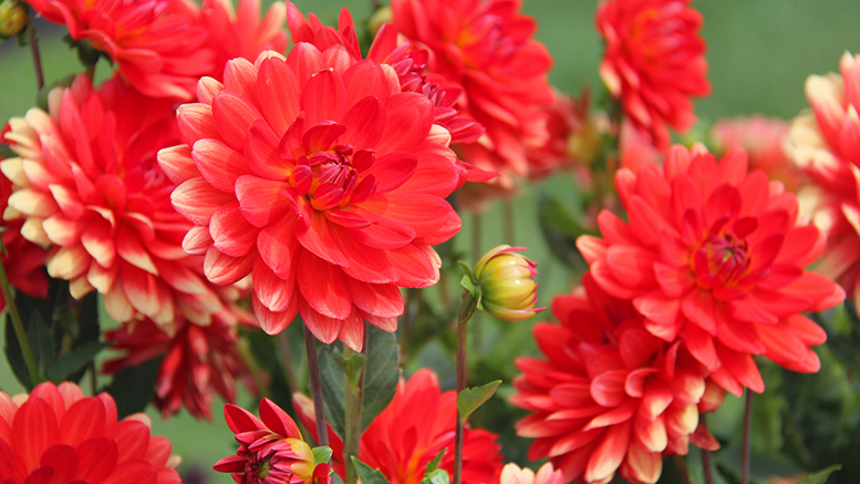 Zinnias by Melissa Fassel Dunn