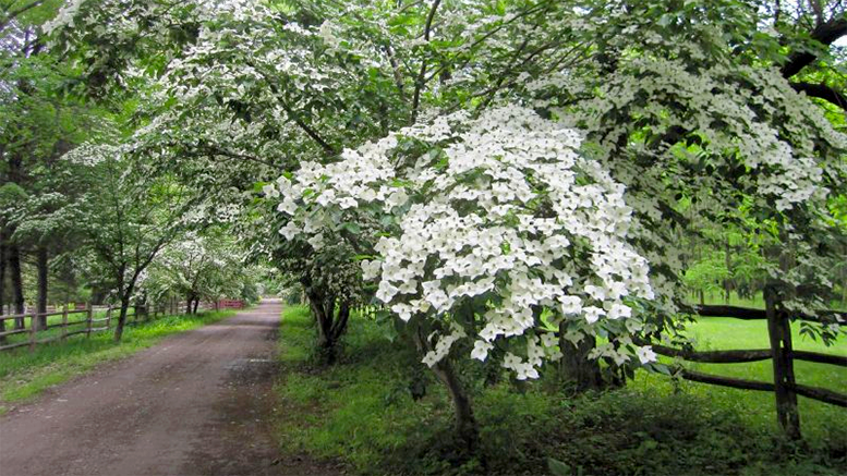 Dogwood Days celebration at the Wakefield Estate