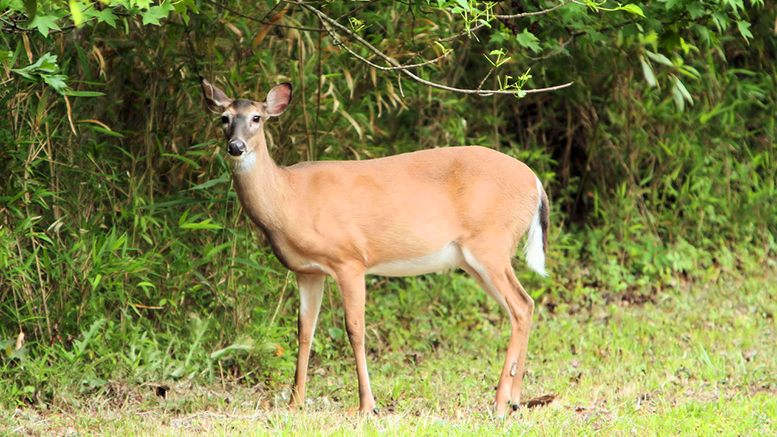 White tail deer