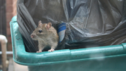 Do you have rodents on your property? Here's what to do.
