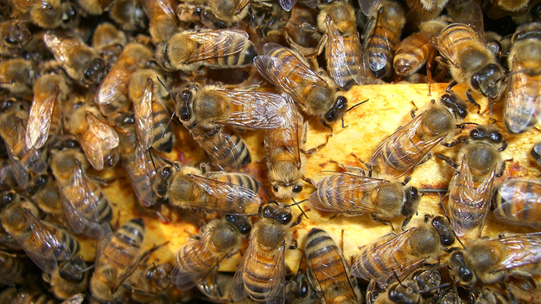 The 12-year-old trying to save a billion bees