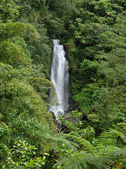 The Trafalgar Falls in the Commonwealth of Dominica (by Elizabeth Thomas)