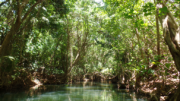 Indian River (by Elizabeth Thomas): the longest river on the island of Dominica