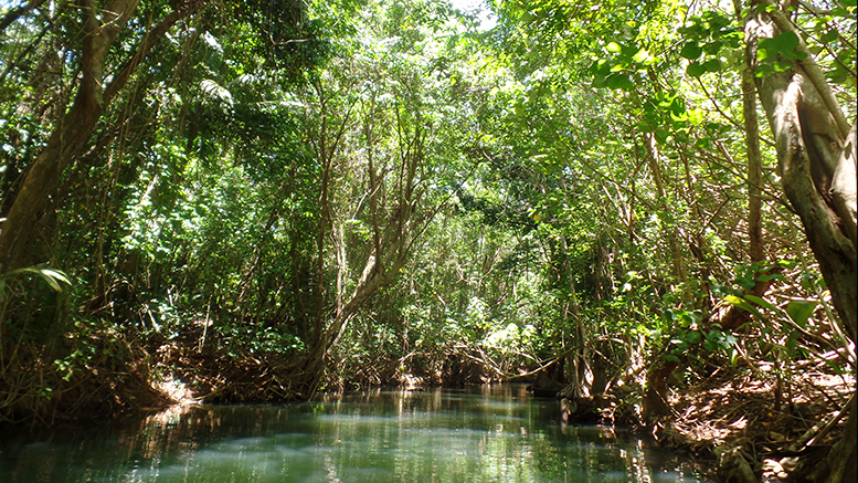 Indian River (by Elizabeth Thomas): the longest river on the island of Dominica