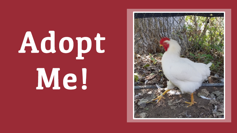 Meet Foghorn Leghorn at the Milton Animal Shelter