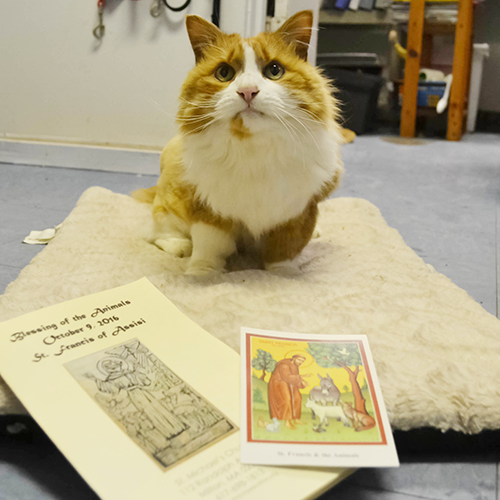Milton Animal Shelter furry residents blessed in honor of Feast of St. Francis