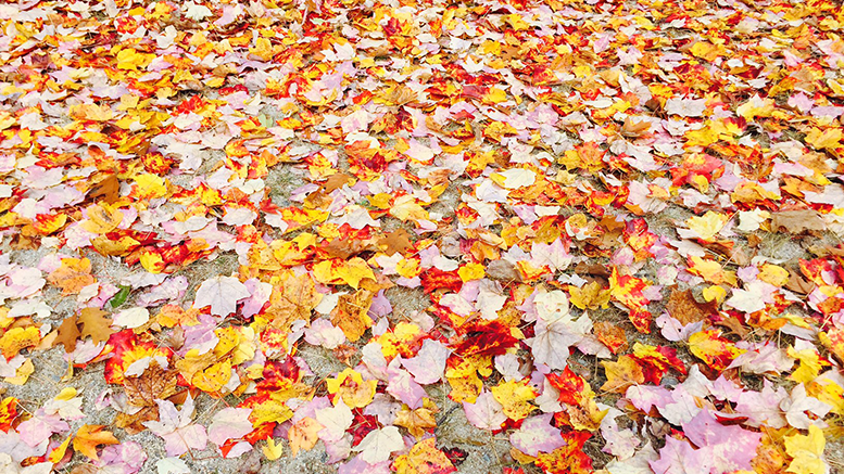 Milton's fall foliage