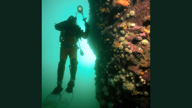 Underwater photographer Bob Michelson