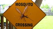 Mosquito crossing