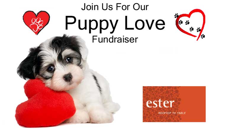 You and your pup are invited to a Yappy Hour fundraiser!