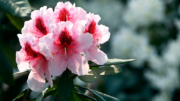 Azalea flowers