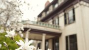 A white magnolia tree in front of the Forbes House Museum.