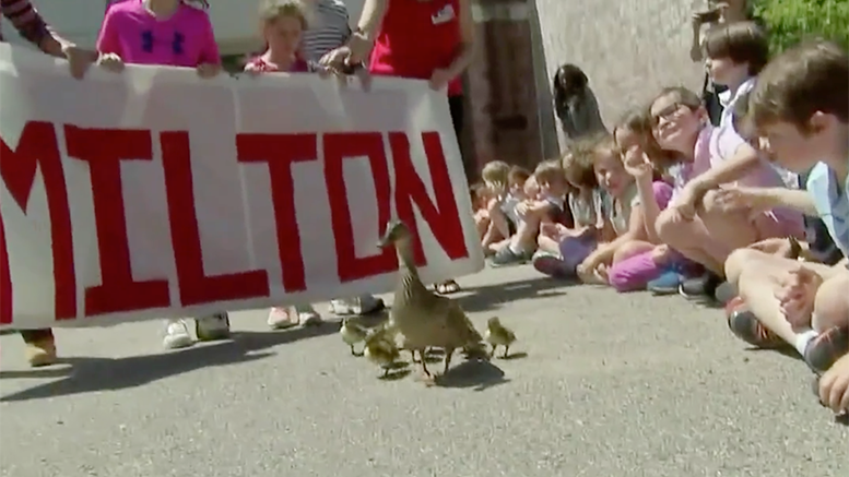 Make way for Milton's Ducklings!