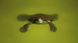 turtle