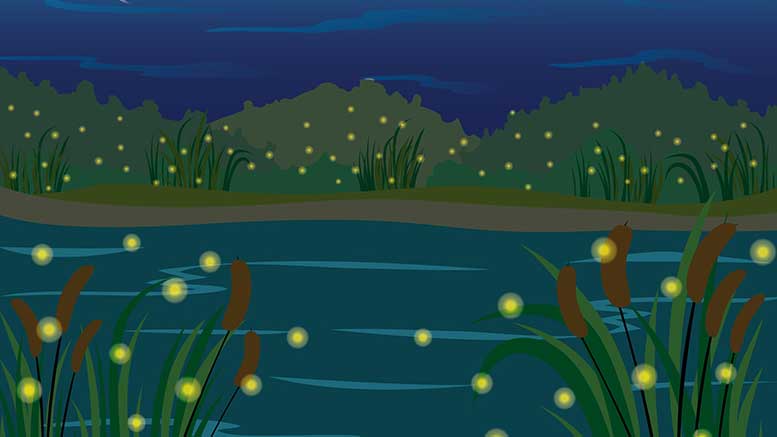 Fireflies