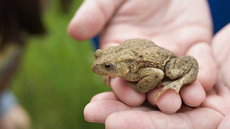 Toad