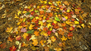 Fall leaves