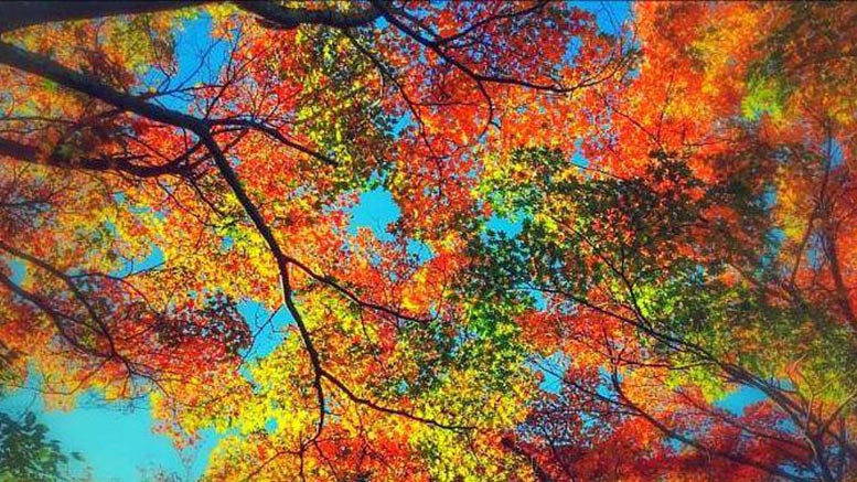 trees in Blue Hills, surrounding great estates of MIlton