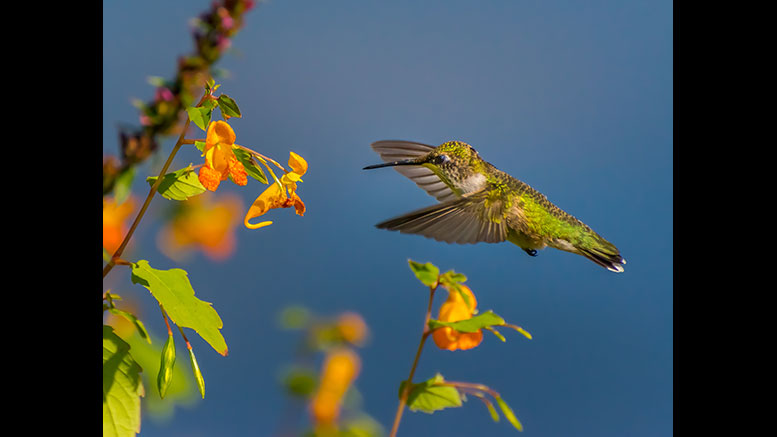 Bernard Creswick/Mass Audubon