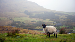 Irish farm