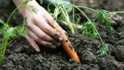 planting carrots