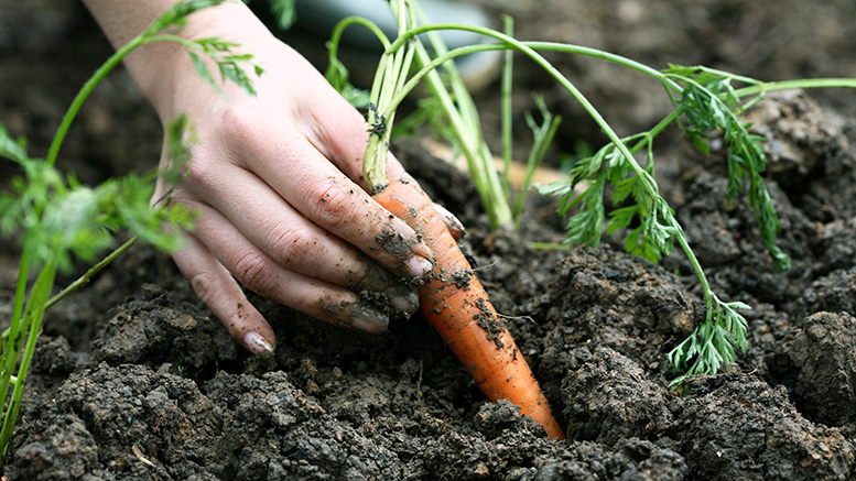 planting carrots