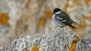 Blackpoll Warbler, Keenan Yakola