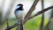 Black Cap Chickadee bird