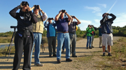 Mass Audubon Bird-a-Thon