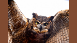 Audubon Owl Festival