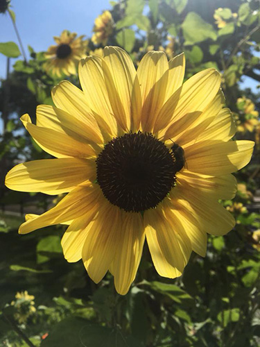 Tucker School's Outdoor garden sunflower