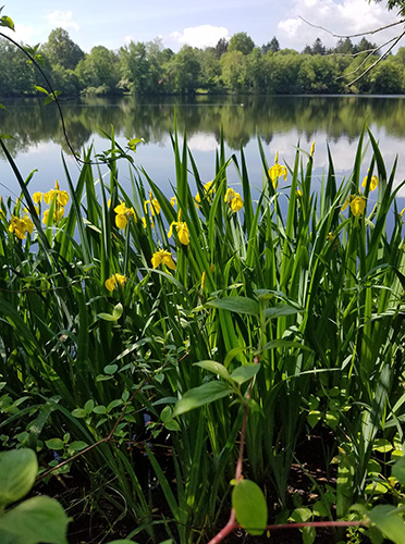 Turner Pond flowers by Kelly Lenz Carr