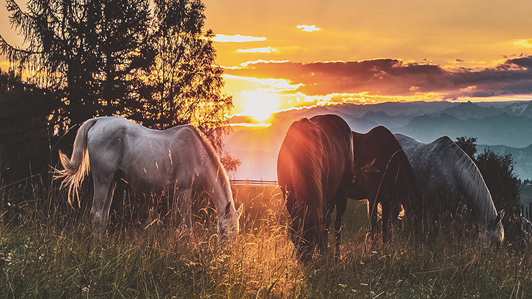 Horses