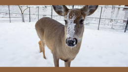 Family Animal Tracking Adventure at Blue Hills Trailside Museum